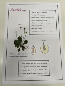 Erbario e insettario i lavori dei ragazzi